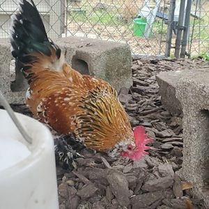 Meet your Posher, Sadie